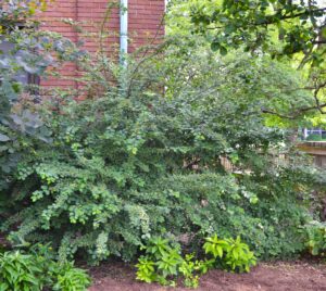 Cotoneaster multiflorus - Overall Habit