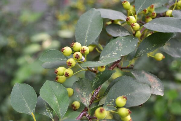 Cotoneaster multiflorus - Immature Fruit