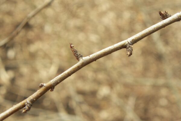 Cotoneaster multiflorus - Buds