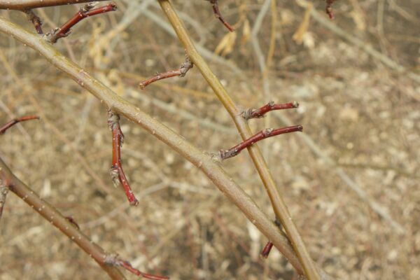 Cotoneaster multiflorus - Twig and Buds