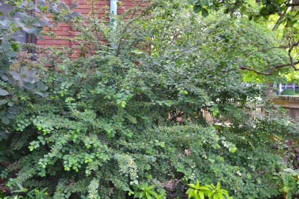 Cotoneaster multiflorus - Overall Habit