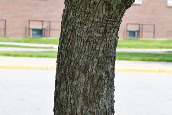 Crataegus crusgalli - Bark