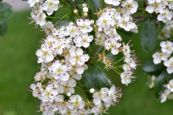 Crataegus crusgalli - Flower