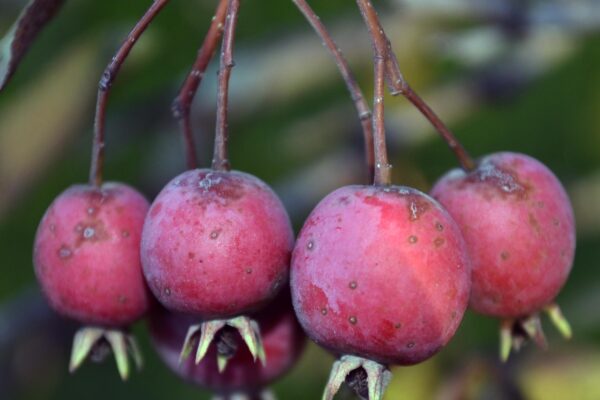 Crataegus crusgalli - Fruit