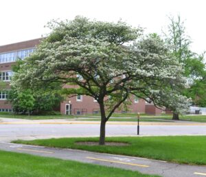 Crataegus crusgalli - Overall Habit