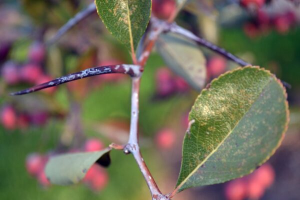 Crataegus crusgalli - Thorns