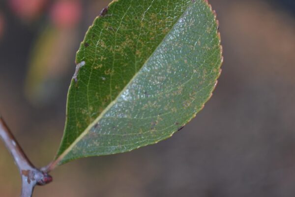 Crataegus crusgalli - Leaf