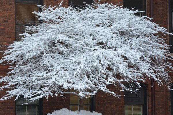 Crataegus crusgalli - Winter Interest