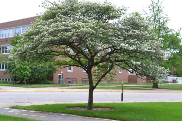 Crataegus crusgalli - Overall Habit