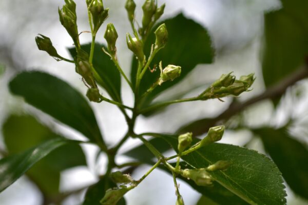 Crataegus crusgalli - Flower Bud