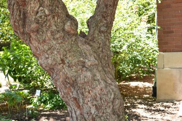 Crataegus mollis - Bark