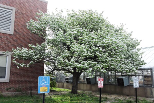 Crataegus mollis - Flowering Habit