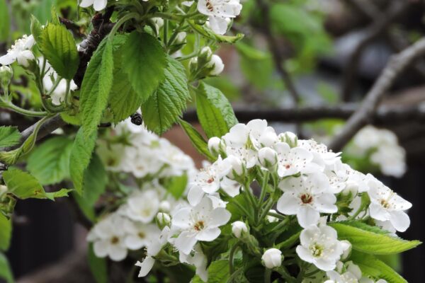 Crataegus mollis - Flowers