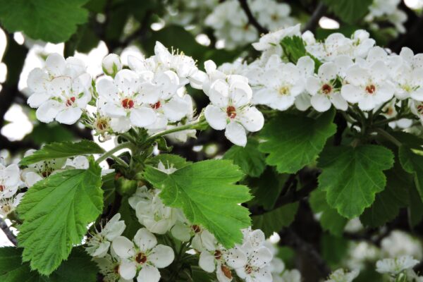Crataegus mollis - Flowers