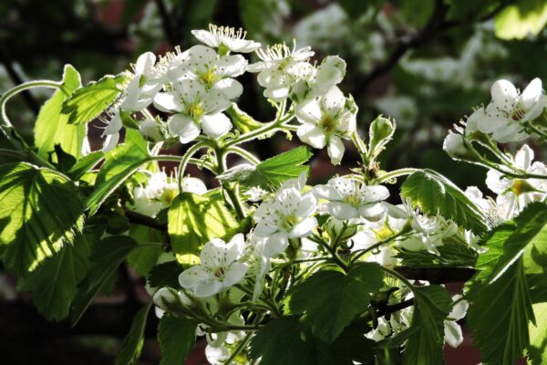 Crataegus mollis - Flowers and Foliage