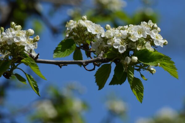 Crataegus mollis - Flowers