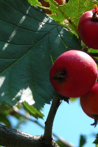 Crataegus mollis - Fruit