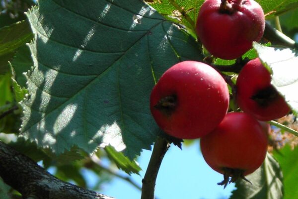 Crataegus mollis - Fruit