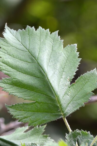 Crataegus mollis - Leaf