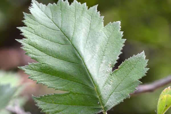 Crataegus mollis - Leaf