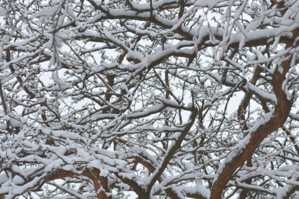 Crataegus mollis - Winter Interest