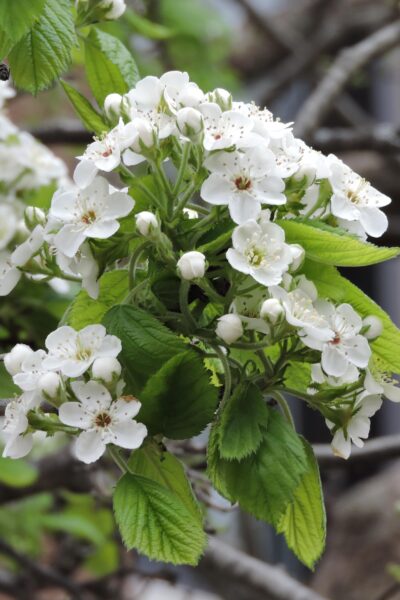Crataegus mollis - Flowers