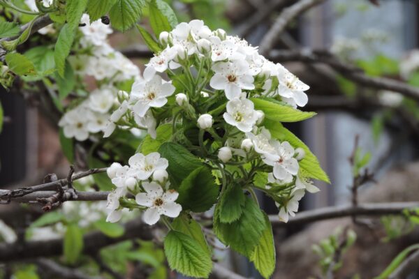 Crataegus mollis - Flowers