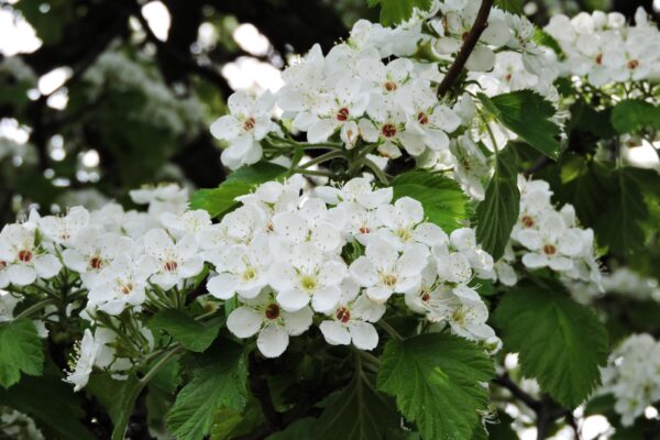 Crataegus mollis - Flowers