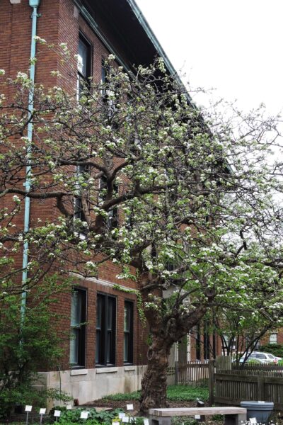 Crataegus mollis - Flowering Habit