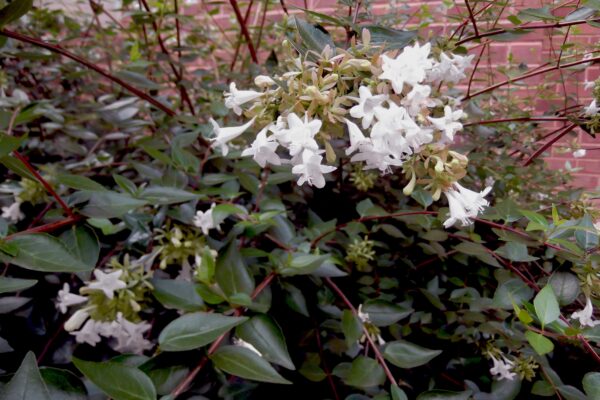 Abelia × grandiflora - Flower in Late Summer