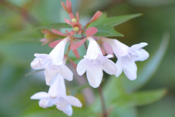 Abelia × grandiflora - Flower