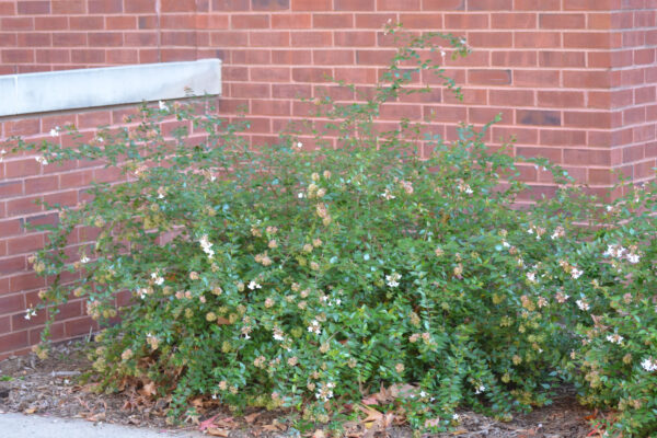 Abelia × grandiflora - Overall Shrub