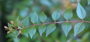 Abelia × grandiflora - Leaf Arrangement