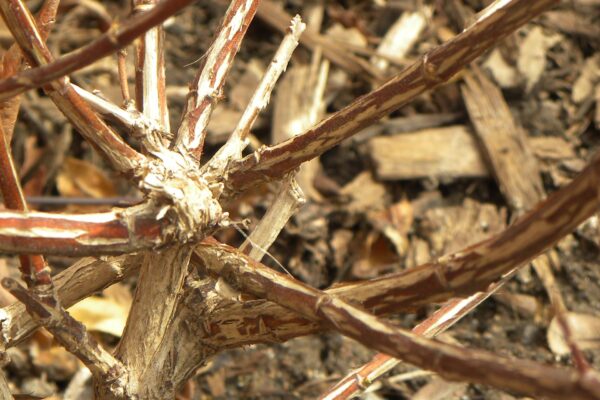 Abelia × grandiflora - Bark