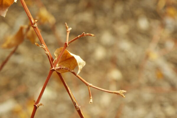 Abelia × grandiflora - Buds