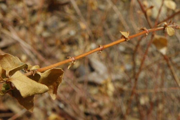 Abelia × grandiflora - Buds