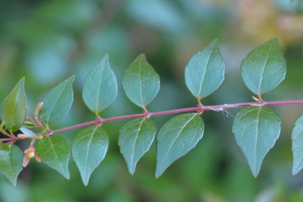 Abelia × grandiflora - Leaf Arrangement