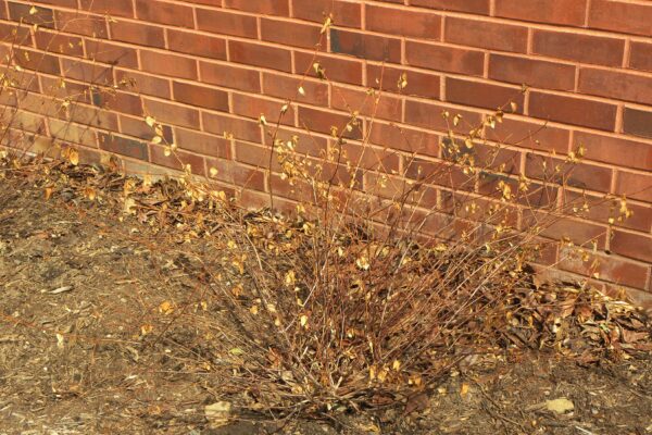 Abelia × grandiflora - Winter Habit