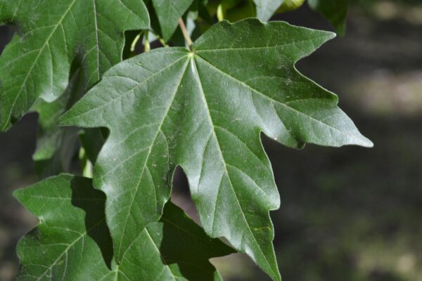 Acer miyabei - Leaf