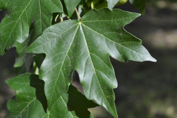 Acer miyabei - Leaf