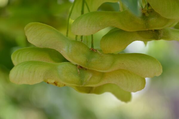 Acer miyabei - Fruit