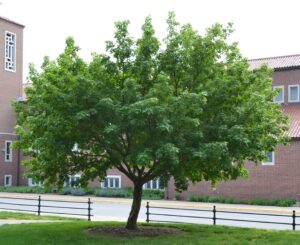 Acer miyabei - Overall Tree