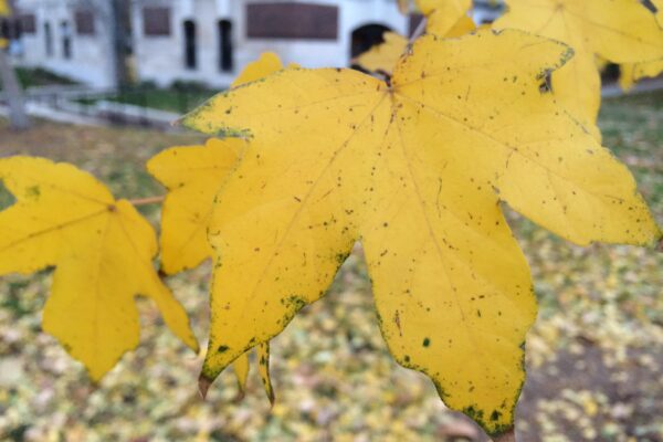 Acer miyabei - Fall Foliage