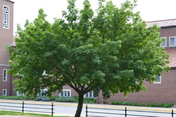 Acer miyabei - Overall Tree