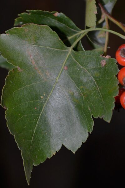 Crataegus phaenopyrum - Leaf