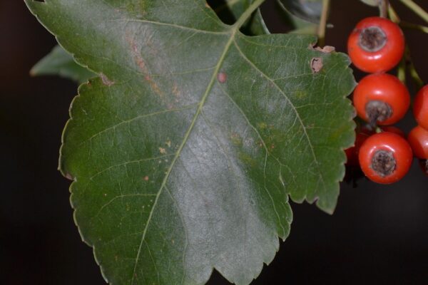 Crataegus phaenopyrum - Leaf