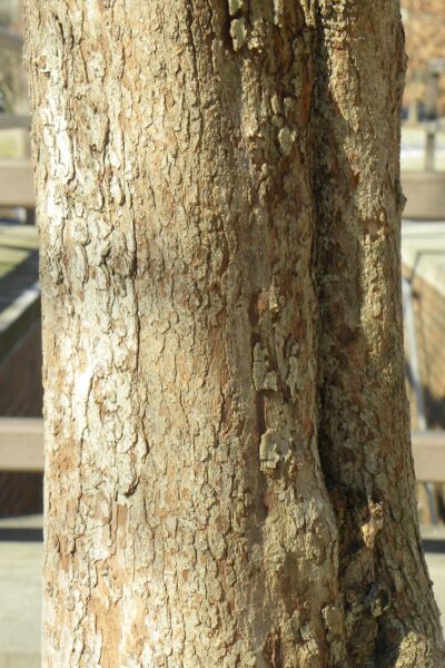 Crataegus phaenopyrum - Bark