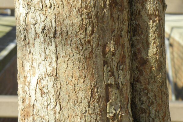 Crataegus phaenopyrum - Bark