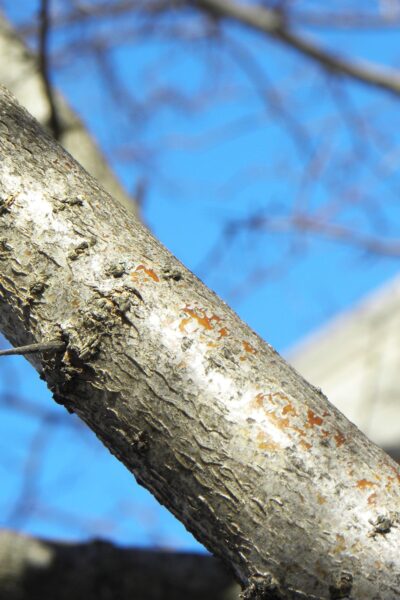 Crataegus phaenopyrum - Branch Bark