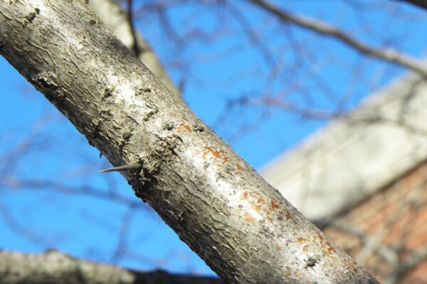 Crataegus phaenopyrum - Branch Bark